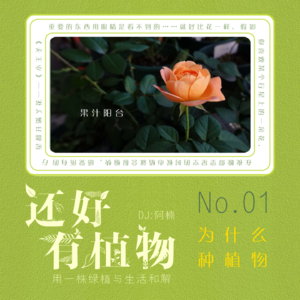 Vol.01用一株绿植与生活和解