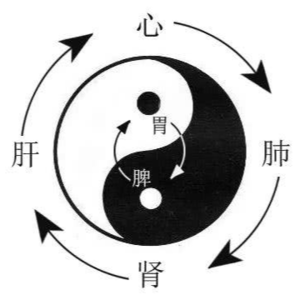 五脏 | 聊聊中医敲门暗号系列之四