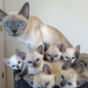 赞成强制性男性产假么