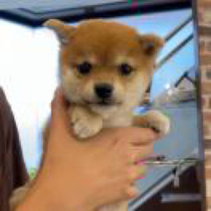 冰冻姜饼的gap日记