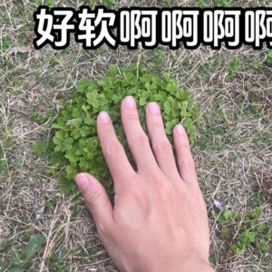s3e2: 草台班子躲藏