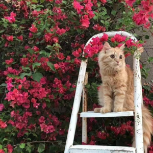 64 幸福的公式竟然如此简单?