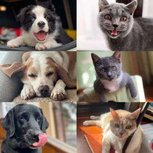 Vol.28 我猫狗双全，还需要生娃干啥？