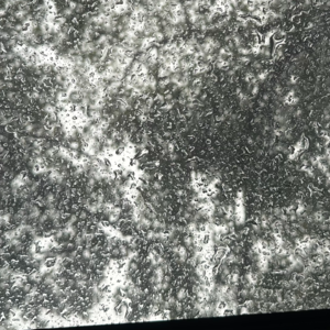 流星小狗☀️✨