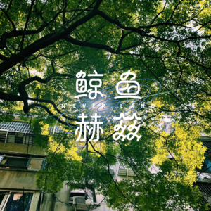Vol.109 为什么是它们,成为了城市行道树?