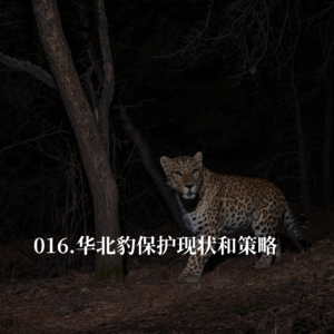 016.普通人怎么保护华北豹？