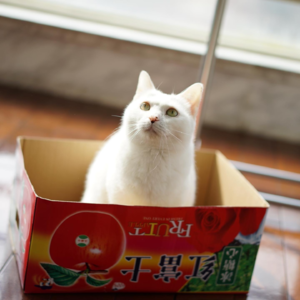 16.我的猫猫过世了，这期播客献给她