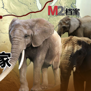 要把大象搬家4000公里，总共分几步？