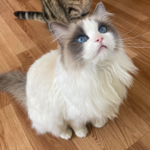 S2E3 信：对不起绵绵，妈妈真的好爱好爱你