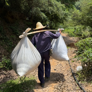 Vol 50 武夷山不完全漫游：岩茶、红茶、熏鹅和野山