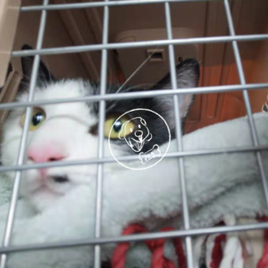 Vol.01 一个铲屎官没有为托运宠物焦虑过，是不完整的