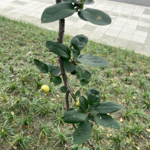 038 /我们还认识家门口的树吗03