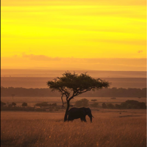 Vol.026 外面纷纷扰扰，我们该以怎样的状态走向远方？