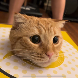 史蒂夫说291期 - 听众来信：人生画卷不要起手就拿钢笔描细节