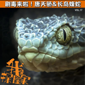 剧毒来啦！唐天娇&长岛蝮蛇