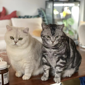 毛孩大爆料！过敏星人竟养猫？病猫逆袭成团宠！