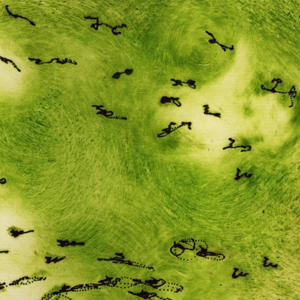 VOL.6 春天里，逛植物园才是正经事儿(上)