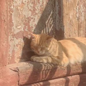 季节变换,小鸟的爪子知道,小猫的肚皮也知道.