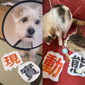 给小猫小狗：谢谢你成为我的家人｜宠物集【EP03】