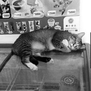 寥聊 #066 冰寒料峭