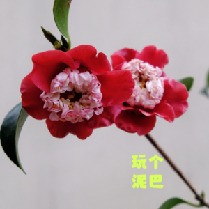 Vol. 63 茶花落 梅花开 春天何时来？