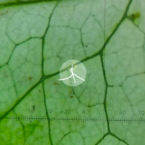 植物科普中长出我们的世界|保湿森林15