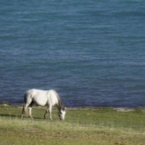 欲买桂花同载酒，终不似，少年游