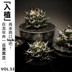 Vol.53【入植】在龙年养一盆龙舌兰，再来两口 Tequila 吧!