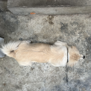 vol.51 | 脆皮大学生：当代年轻人的自我调侃还是自我救赎