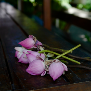 02 泰国禅修记上「和圆满师傅对话:从心所欲不逾矩」