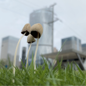 #003 半路出走的自然探索者