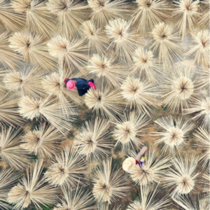 蚂蚁牙黑 Vol.30 公筷和分餐