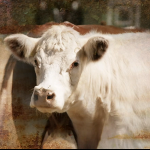 75. 牛津点子王克某某，替我们先圆了农场梦