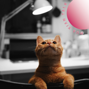 vol.17 世界上最可爱的生物是什么？是猫！