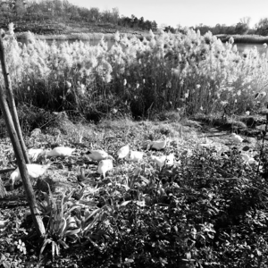 寥聊 SET 「LL」—— 穿心莲 Transing line