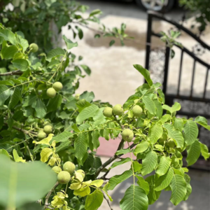 #067 弄啥咧!40个月没回国,这是我的老家吗?