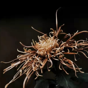 【邂逅时节-小雪】小雪无雪，可观鸟赏菊，亦可围炉读书