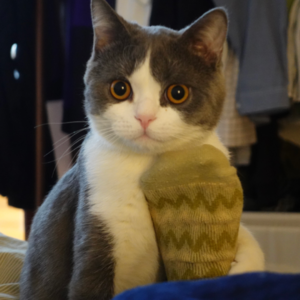 Vol.3 都市打工人为何沉迷养猫？小猫咪的陪伴与治愈谁不想要！