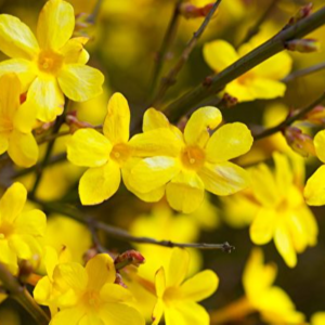 《紅樓夢》中的“三春”各自生在哪一個月？（1）