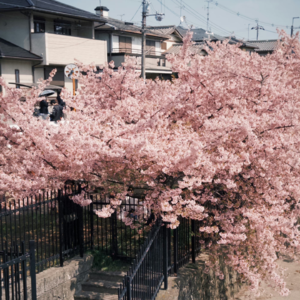 人生放松指南从Jpop开始蒸腾