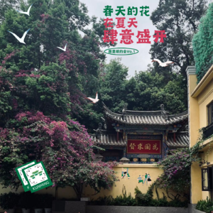 12. 春天的花在夏天肆意盛开—跟昆明约会