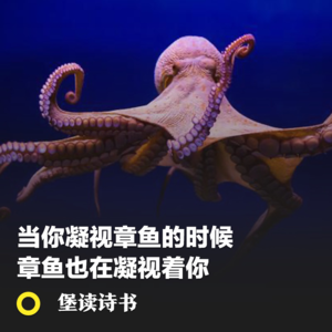 002.当你凝视章鱼的时候，章鱼也在凝视你……