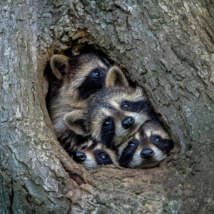 053. 社交焦虑:你我都一样