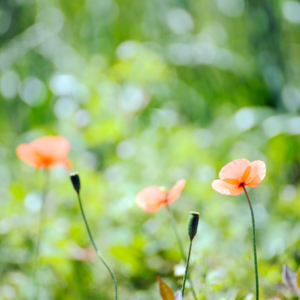 道德经里反者道之动的智慧