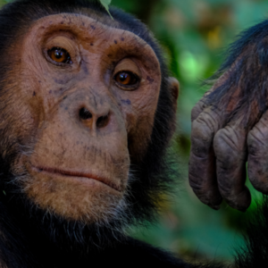 E.1 人类祖先靠PUA征服天下？！人类起源漫谈