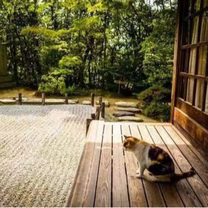 成庆、苏小化对谈（上）|禅修、茶道、冷淡风