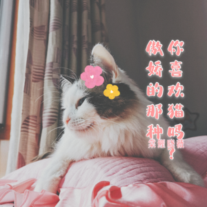 Vol.0 你喜欢猫吗？傲娇的那种-序言