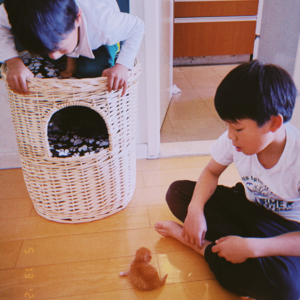 Vol 002 我们家的第三只小猫，去世了……| 聊聊对孩子的「死亡教育」