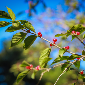 小红果子历险记【我们行走在圆明园】