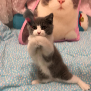 vol9 国际爱猫日8.8|养猫别当大冤种，内含超多避坑指南